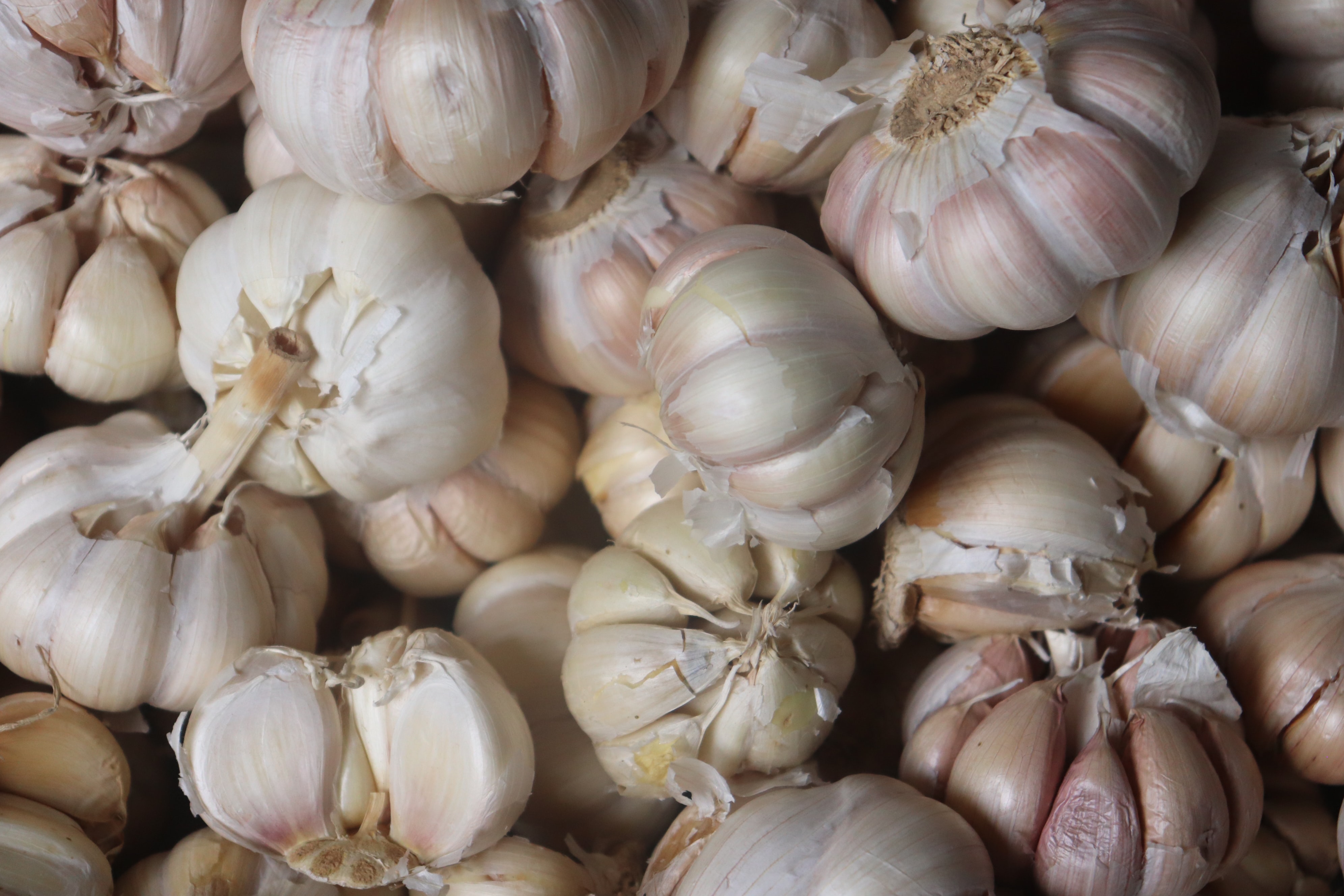 Garlic bulbs piled on top of each other covering the whole image