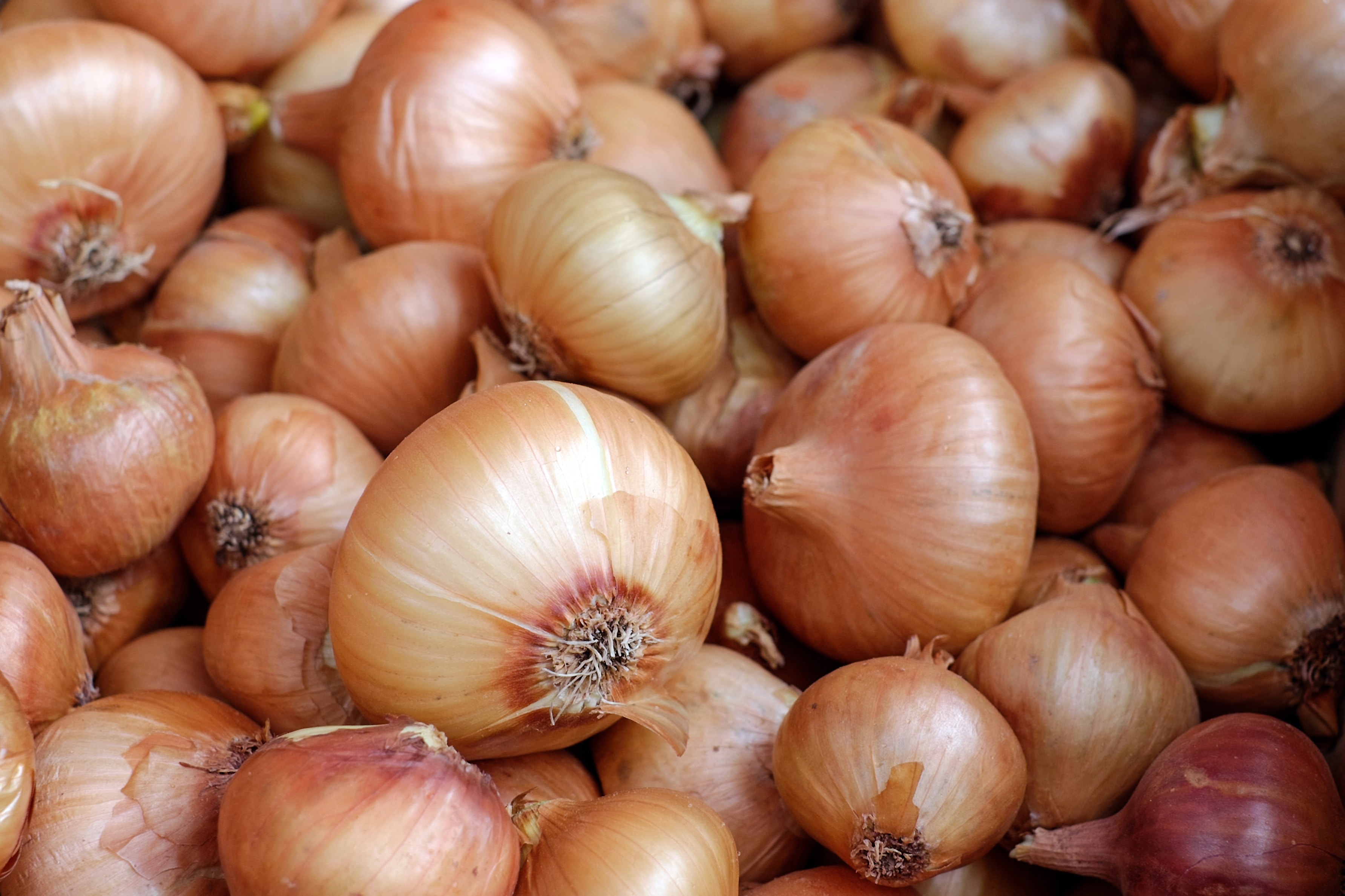 Une pile d'oignons blancs